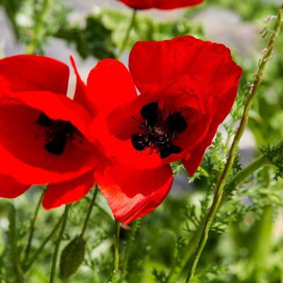 Coquelicots