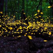 Lucioles